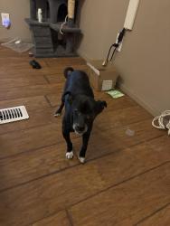 Found/Stray Male Dog last seen Cypress ln, Johnson County, TX 76028