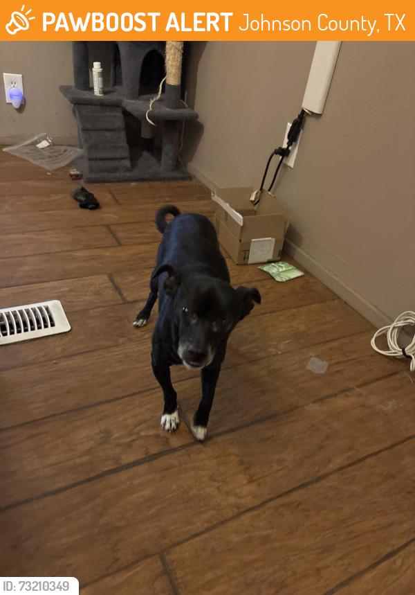 Found/Stray Male Dog last seen Cypress ln, Johnson County, TX 76028