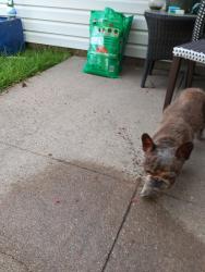 Reunited Male Dog last seen Oates dr, Garland, TX 75043