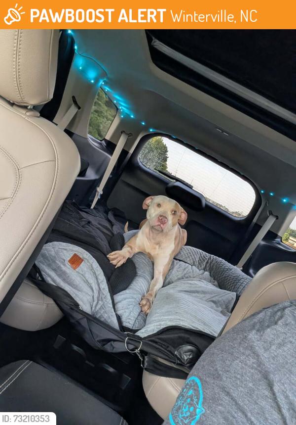 Found/Stray Male Dog last seen Laurie Ellis, Rd, Winterville, NC 28590