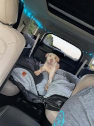 Found/Stray Male Dog last seen Laurie Ellis, Rd, Winterville, NC 28590