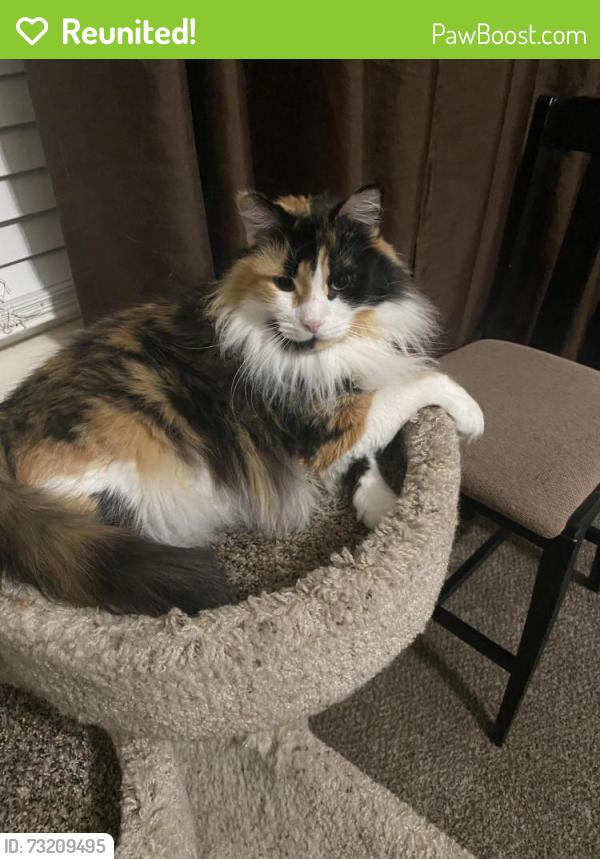 Reunited Female Cat last seen Edenbridge Dr and Millfleet, Windsor, CO 80550