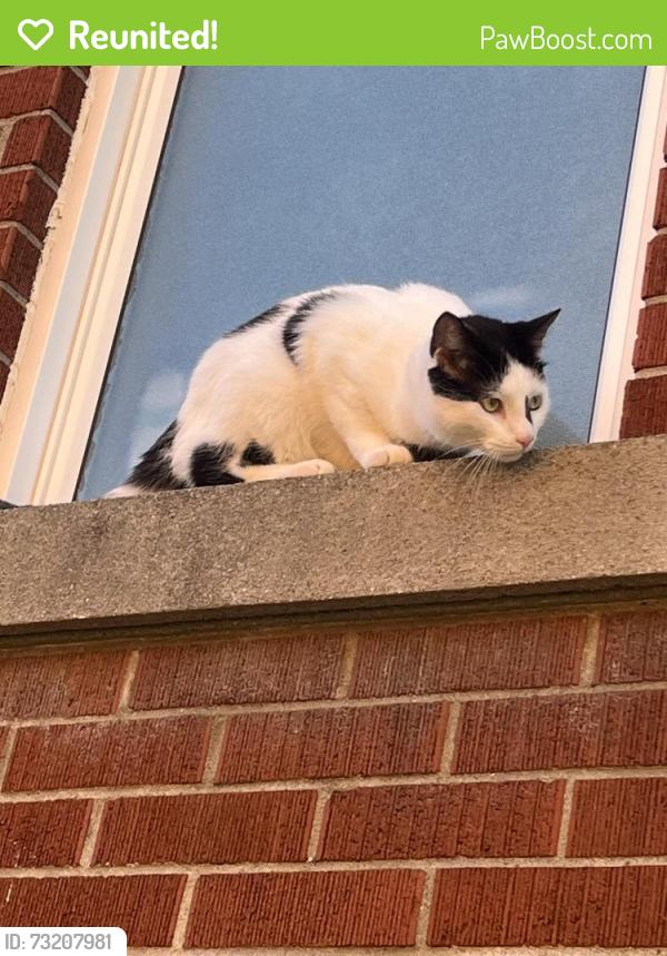 Reunited Male Cat last seen Waterloo College Hall, ION Waterloo Park stop, Waterloo, ON N2L 3B6