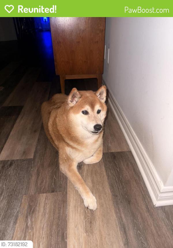 Reunited Male Dog last seen Saginaw St Neola St, Los Angeles, CA 90041