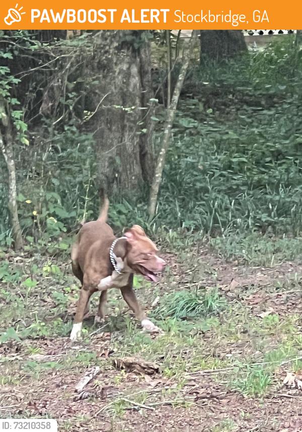 Found/Stray Male Dog last seen Near way stop, Stockbridge, GA 30253