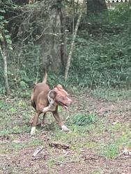 Found/Stray Male Dog last seen Near way stop, Stockbridge, GA 30253