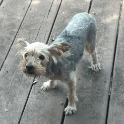 Reunited Female Dog last seen Mountain Lodge neighborhood, San Antonio, TX 78258