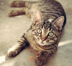 Lost Female Cat last seen Station road, Shalford, England 