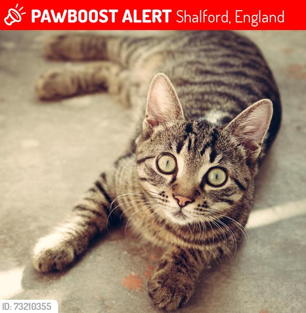 Lost Female Cat last seen Station road, Shalford, England 