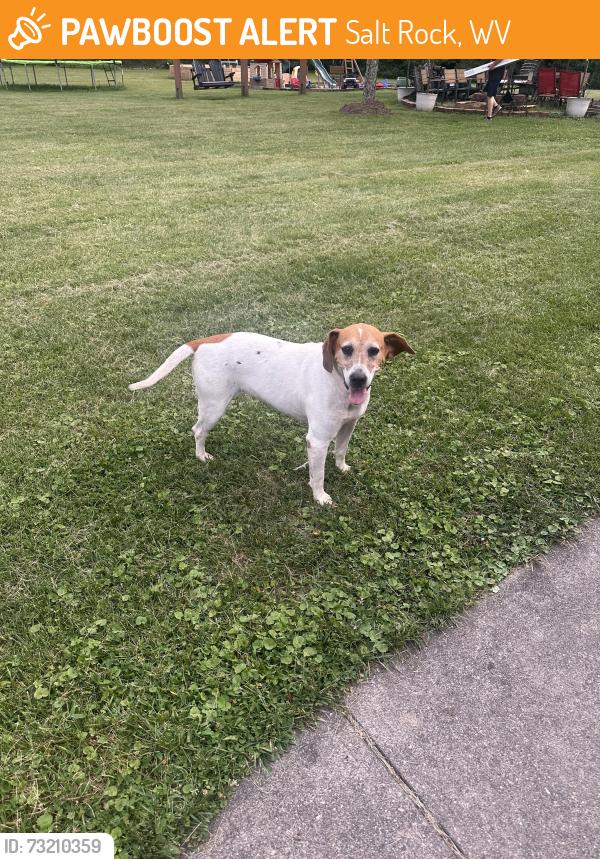 Found/Stray Female Dog last seen Asbury Woods, Salt Rock, WV 25559