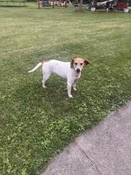 Found/Stray Female Dog last seen Asbury Woods, Salt Rock, WV 25559