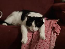 Lost Male Cat last seen Grace Circle and Armiger Drive, Sussex County, DE 19973