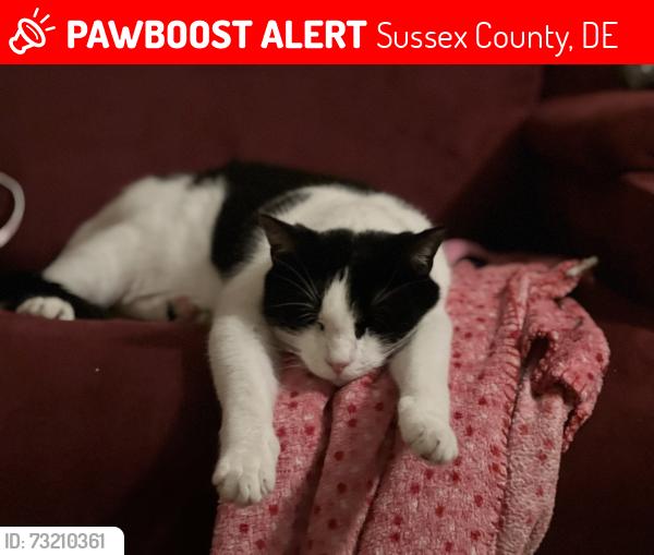 Lost Male Cat last seen Grace Circle and Armiger Drive, Sussex County, DE 19973