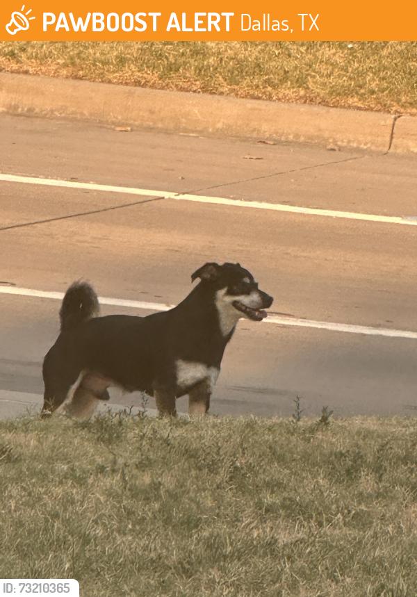 Found/Stray Male Dog last seen Anne Frank Elementary School, Dallas, TX 75254