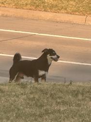 Found/Stray Male Dog last seen Anne Frank Elementary School, Dallas, TX 75254