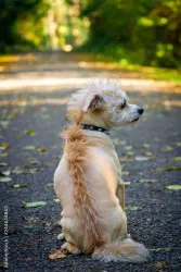 Lost Male Dog last seen Lombardy, Dallas, TX 75235