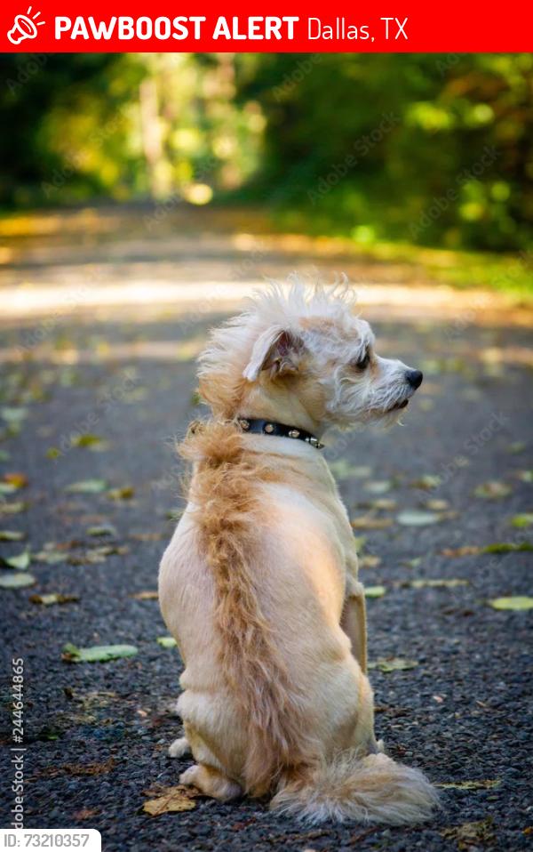 Lost Male Dog last seen Lombardy, Dallas, TX 75235