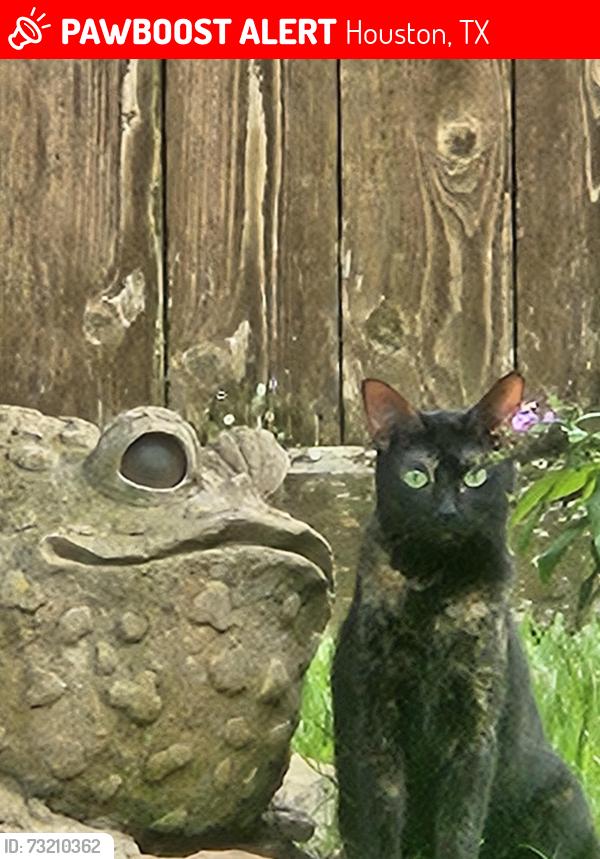 Lost Female Cat last seen Shadowbriar, Shannon Valley, Houston, TX 77077