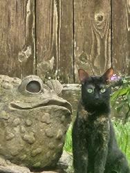Lost Female Cat last seen Shadowbriar, Shannon Valley, Houston, TX 77077