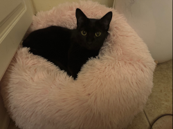 Reunited Female Cat last seen Shiloh Valley Trail NW, Town Center, GA 30144