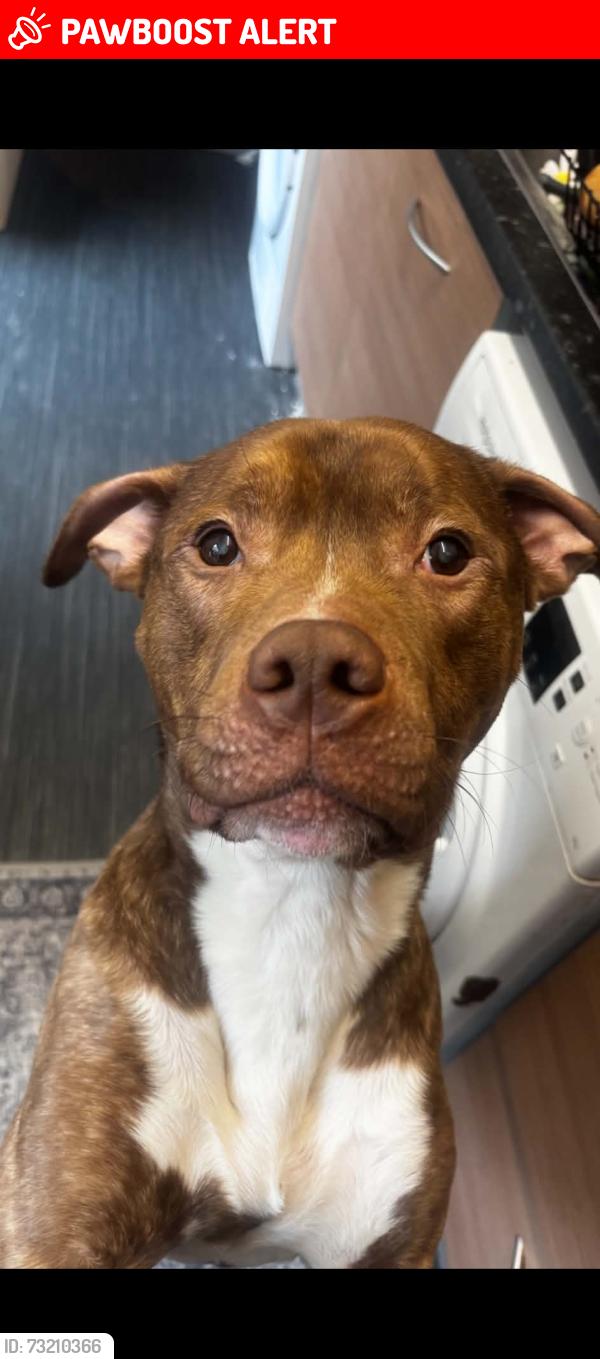 Lost Male Dog last seen Crowhill Road, Ashton-under-Lyne, England 