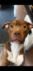 Lost Male Dog last seen Crowhill Road, Ashton-under-Lyne, England 