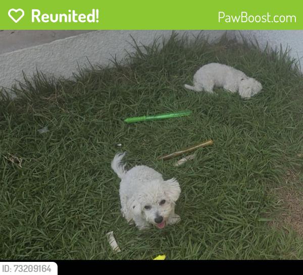 Reunited Male Dog last seen Allen Rd & S County Line Rd in Lithia, Lithia, FL 33547