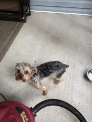 Reunited Male Dog last seen Fayetteville Rd, Durham, NC 27713