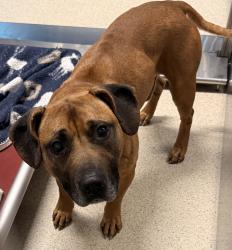 Shelter Stray Male Dog last seen florence st, PONTIAC, MI, 48342, 1200 N Telegraph Building 42E, Pontiac, MI 48340, USA