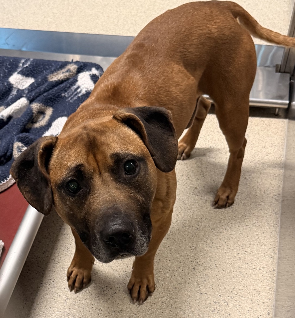 Shelter Stray Male Dog last seen florence st, PONTIAC, MI, 48342, 1200 N Telegraph Building 42E, Pontiac, MI 48340, USA