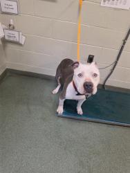 Shelter Stray Male Dog last seen Pineland Avenue, CHESTERFIELD, VA, 23832, 9300 Public Works Rd, Chesterfield, VA 23832, USA