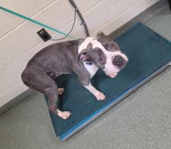 Shelter Stray Female Dog last seen Pineland Avenue, CHESTERFIELD, VA, 23832, 9300 Public Works Rd, Chesterfield, VA 23832, USA