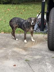 Found/Stray Female Dog last seen 8th, Atlanta, GA 30319