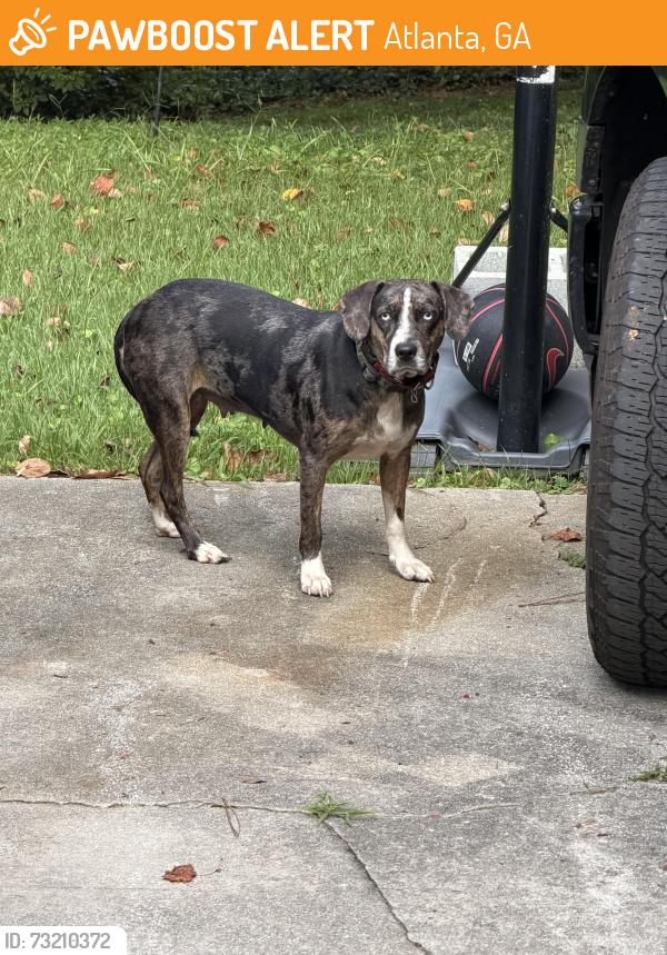 Found/Stray Female Dog last seen 8th, Atlanta, GA 30319