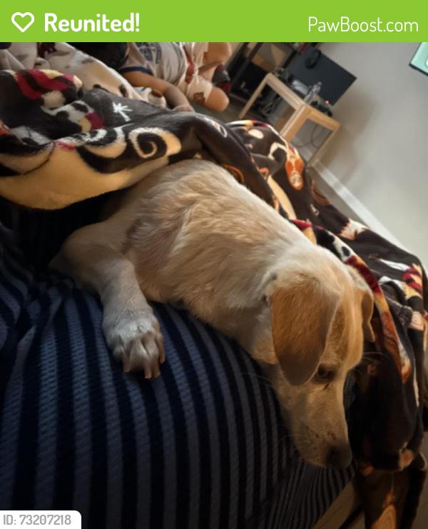 Reunited Female Dog last seen Neabsco and route 1, Woodbridge, VA 22191