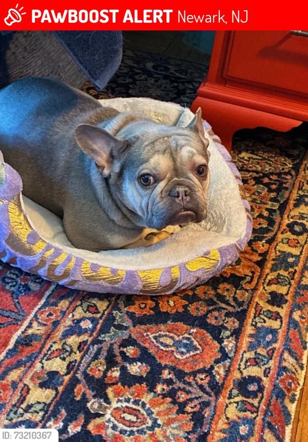 Lost Female Dog last seen Maplewood nj, Newark, NJ 07106