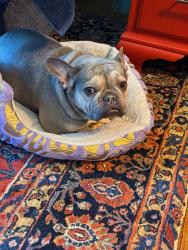Lost Female Dog last seen Maplewood nj, Newark, NJ 07106