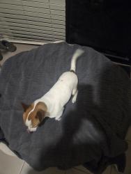 Reunited Male Dog last seen Barbers Drive South Morang, South Morang, VIC 3752