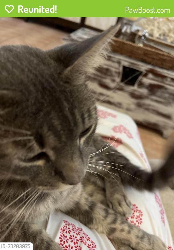 Reunited Male Cat last seen Golden Gate Blvd. and white Boulevard, Rural Estates, FL 34117