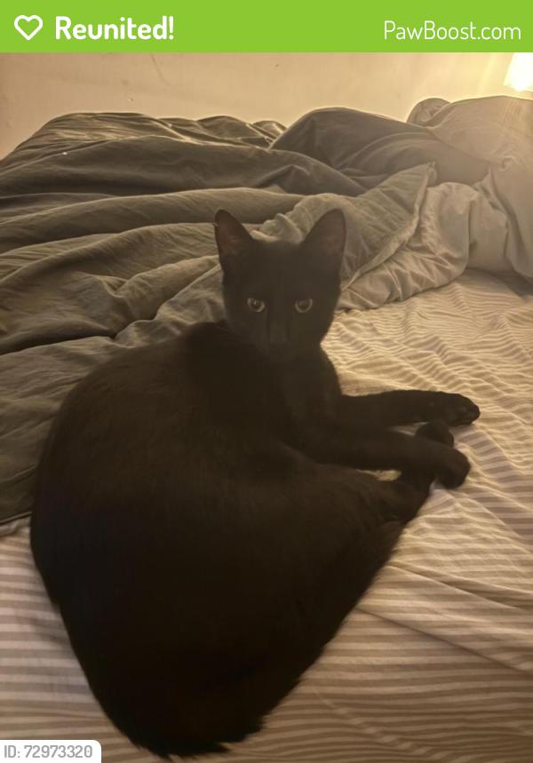 Reunited Female Cat last seen Barnes mill, Marietta, GA 30062