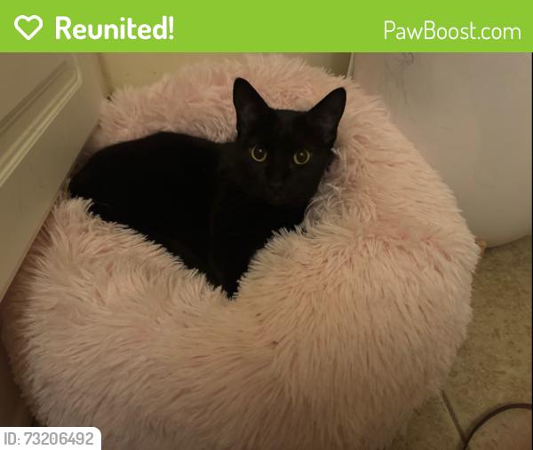 Reunited Female Cat last seen Shiloh Valley Trail NW, Town Center, GA 30144