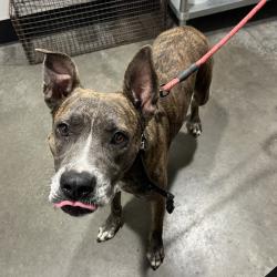 Shelter Stray Female Dog last seen , 3607 N Armenia Ave, Tampa, FL 33607, USA