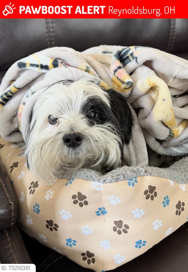 Lost Male Dog last seen Taylor rd Reynoldsburg, Reynoldsburg, OH 43068