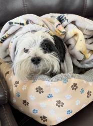 Lost Male Dog last seen Taylor rd Reynoldsburg, Reynoldsburg, OH 43068