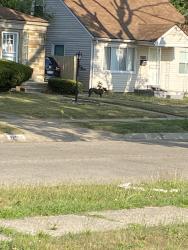 Found/Stray Unknown Dog last seen Westmoreland/8 mile, Detroit, MI 48219