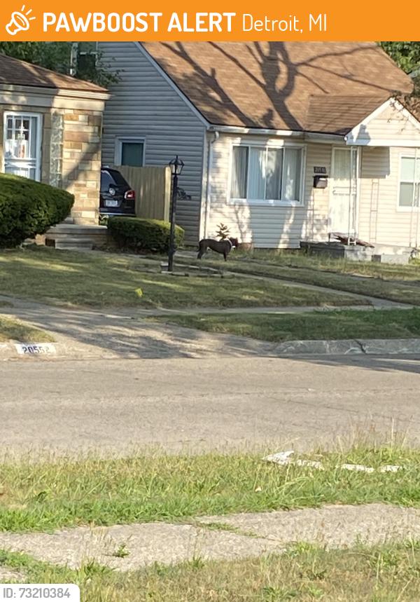 Found/Stray Unknown Dog last seen Westmoreland/8 mile, Detroit, MI 48219