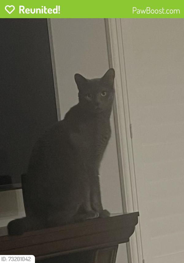 Reunited Male Cat last seen Eagle Trace, Coral Springs, FL 33071