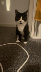 Lost Female Cat last seen Near Paprika Close and near Global Study Trainer and Lees Street Park, Openshaw, England M11 2LS