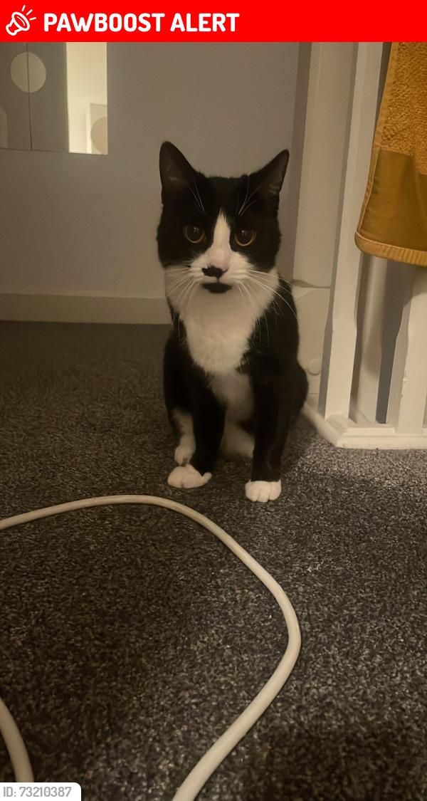 Lost Female Cat last seen Near Paprika Close and near Global Study Trainer and Lees Street Park, Openshaw, England M11 2LS
