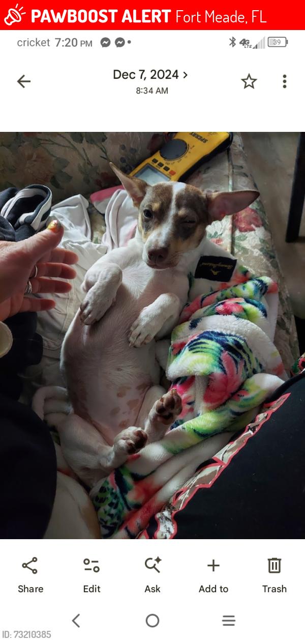 Lost Female Dog last seen She was surrendered by my roommate without my knowledge at 21 south perry ave fort meade fl 33841, Fort Meade, FL 33841